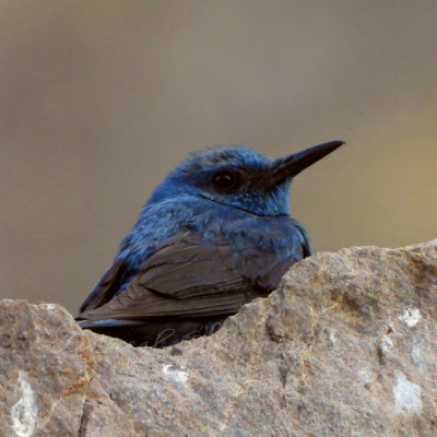 Blue Rock Thrush